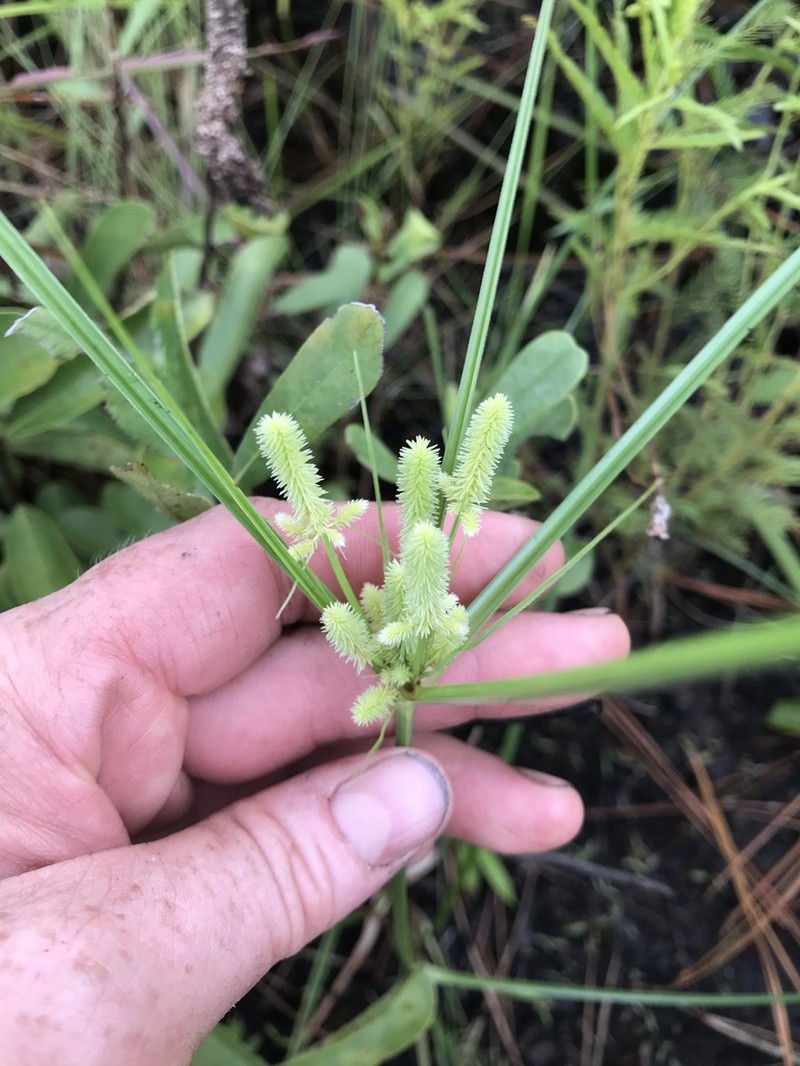 Ovateleaf Flatsedge photo 7