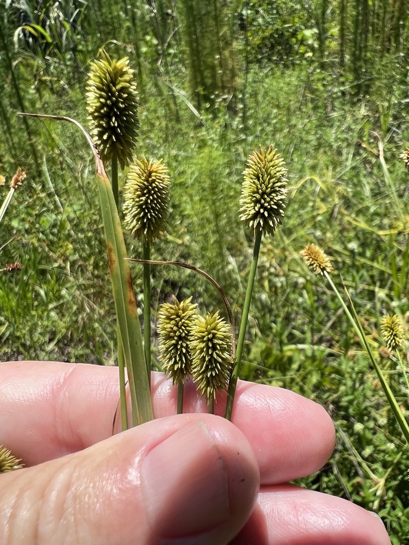 Ovateleaf Flatsedge photo 8