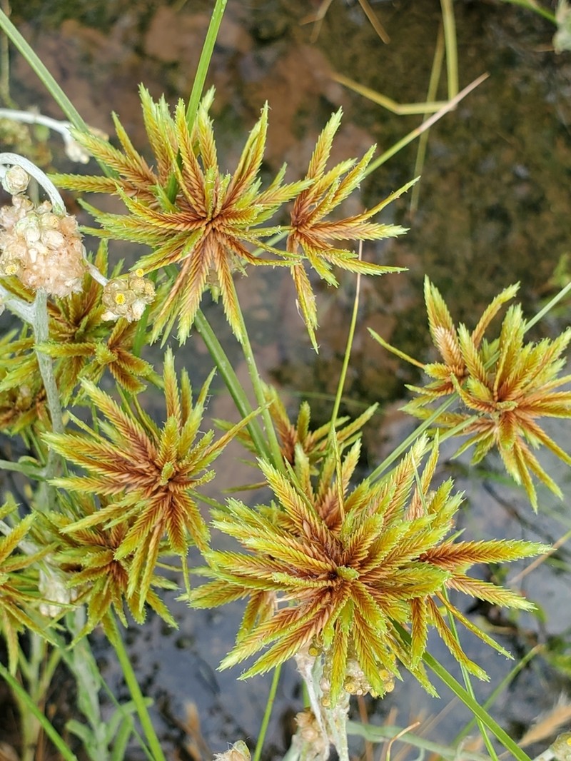 Sharpscale Flatsedge