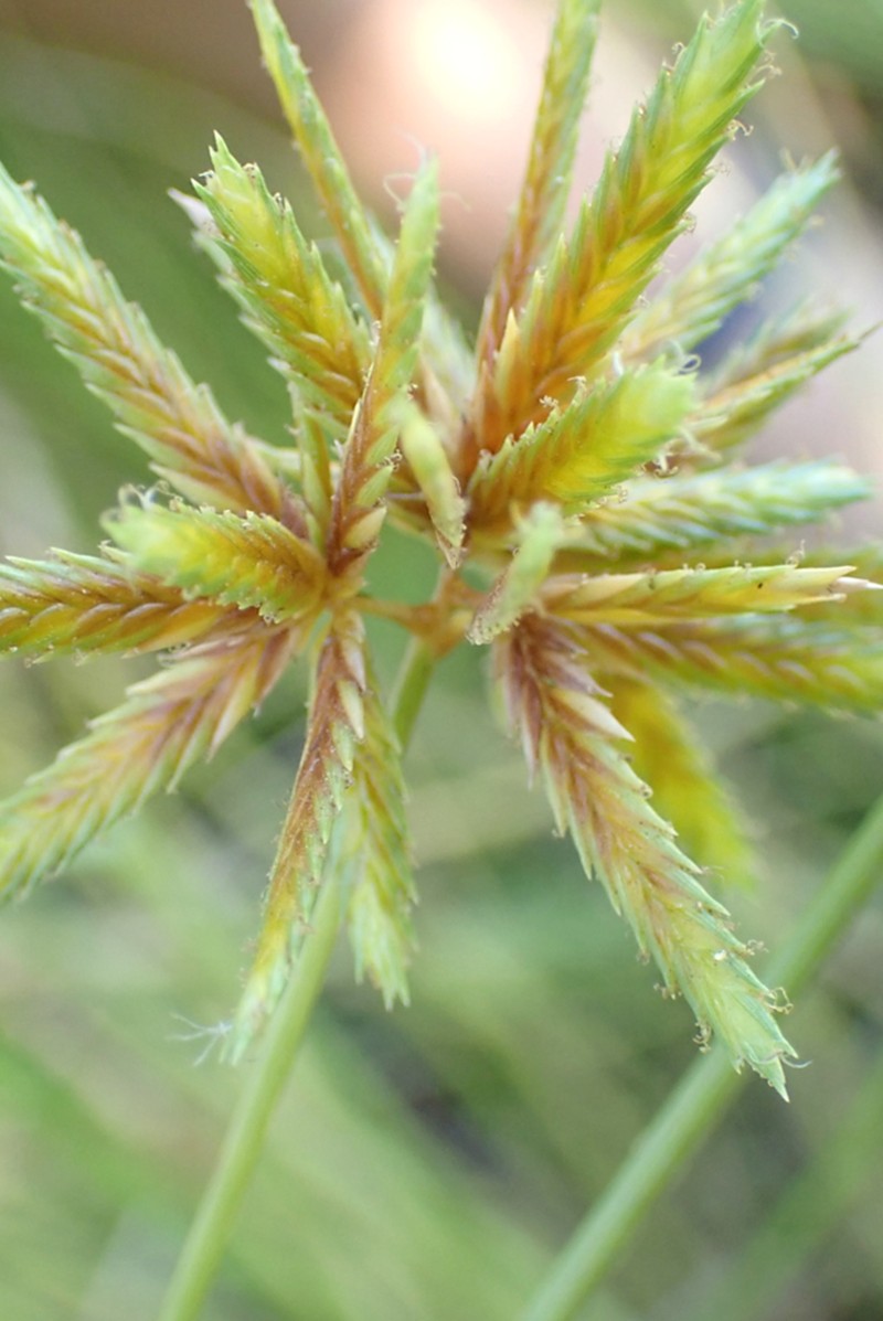 Sharpscale Flatsedge photo 2