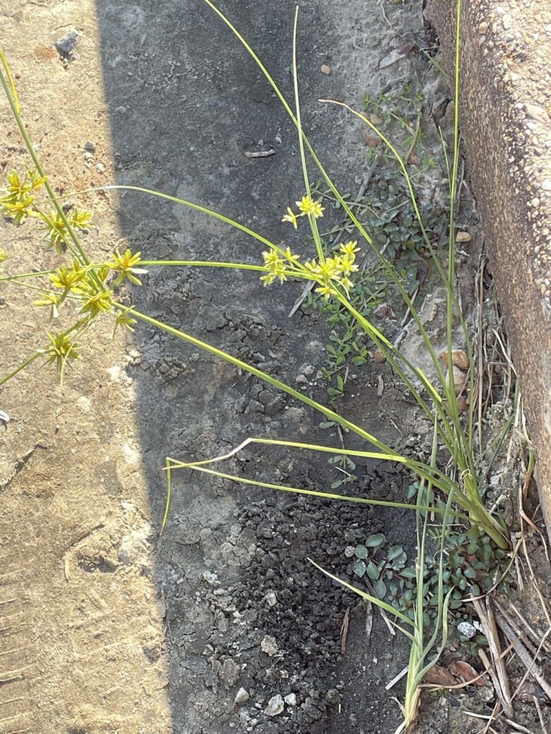 Sharpscale Flatsedge photo 3