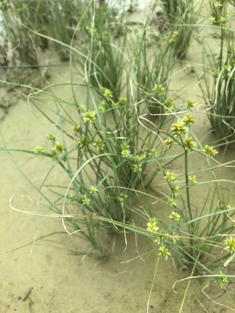 Sharpscale Flatsedge photo 4