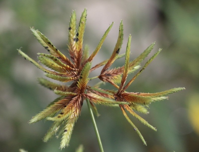 Sharpscale Flatsedge photo 5