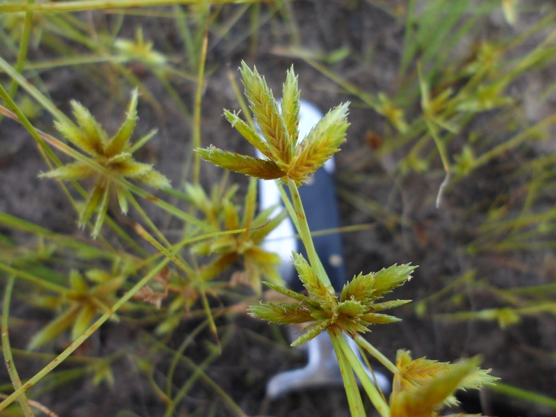 Sharpscale Flatsedge photo 6