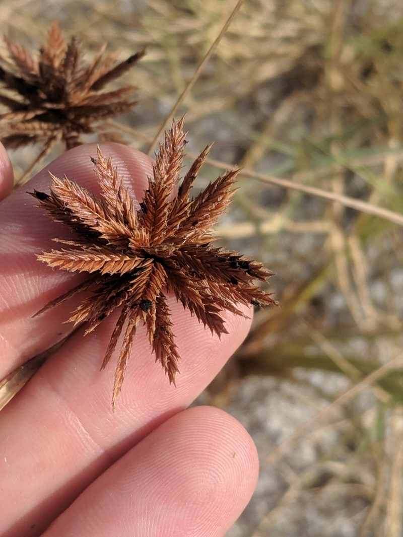 Sharpscale Flatsedge photo 7
