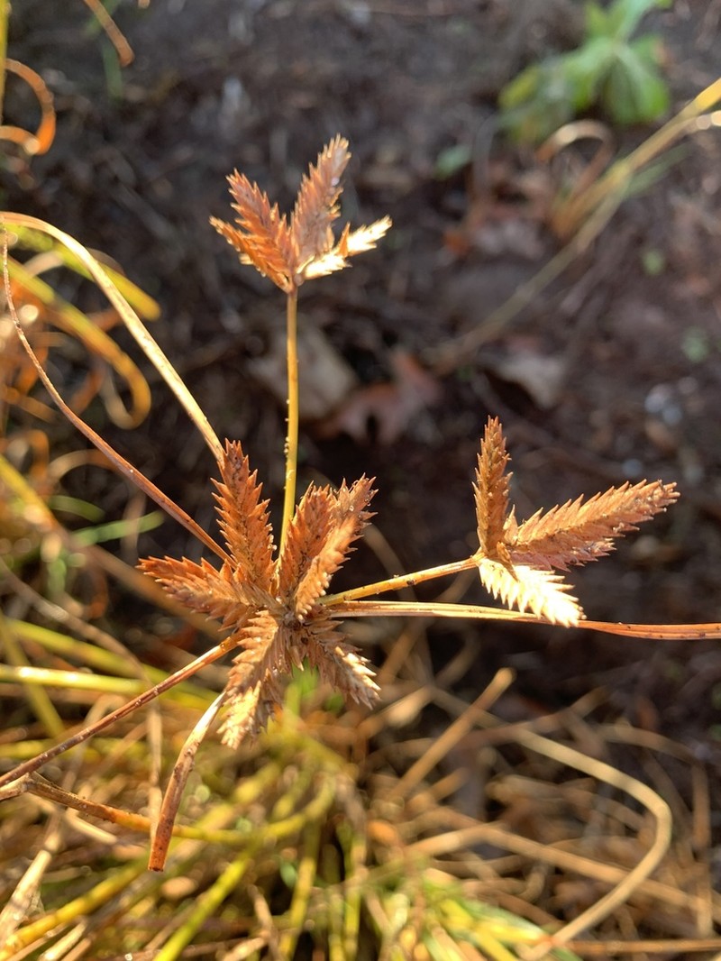 Sharpscale Flatsedge photo 8