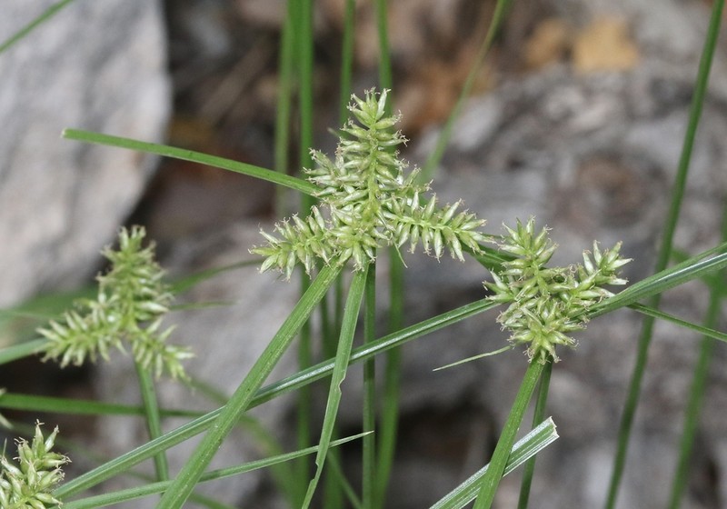Pallid Flatsedge