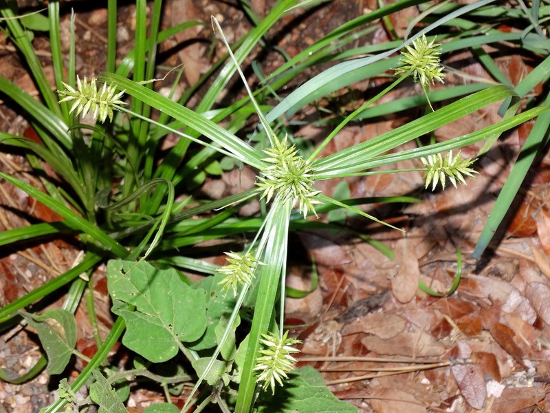 Pallid Flatsedge photo 2
