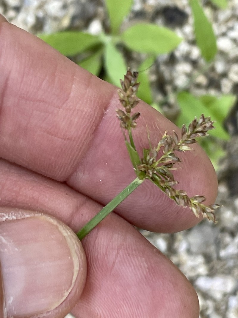 Pallid Flatsedge photo 3