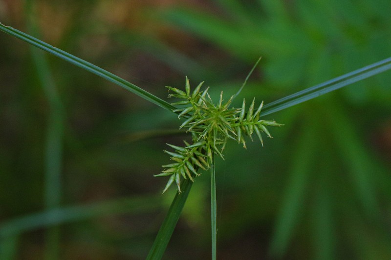 Pallid Flatsedge photo 4