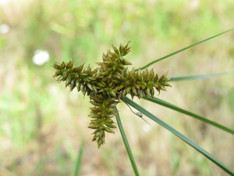 Pallid Flatsedge photo 5