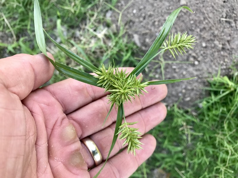 Pallid Flatsedge photo 6