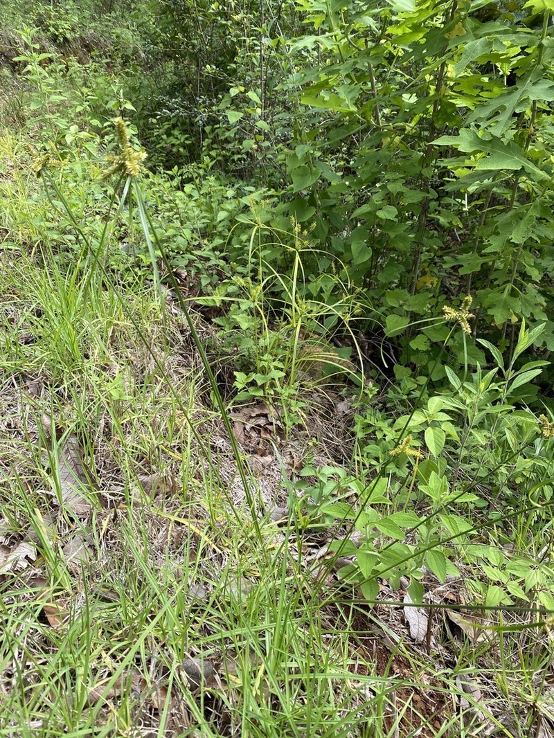Pallid Flatsedge photo 7