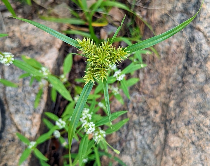 Pallid Flatsedge photo 8