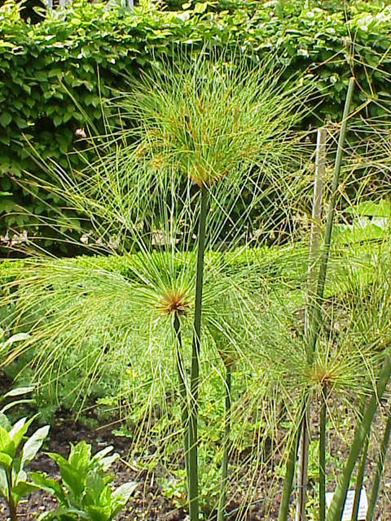 Papyrus photo 2