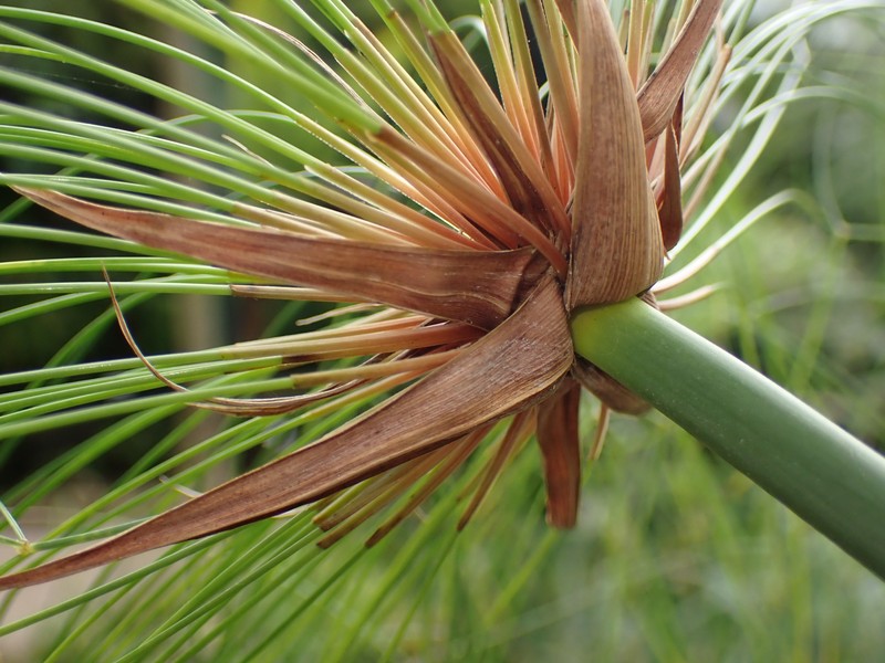Papyrus photo 4