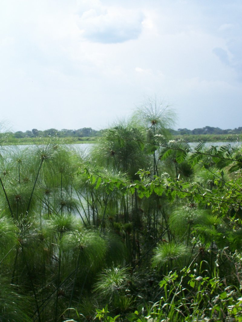 Papyrus photo 5