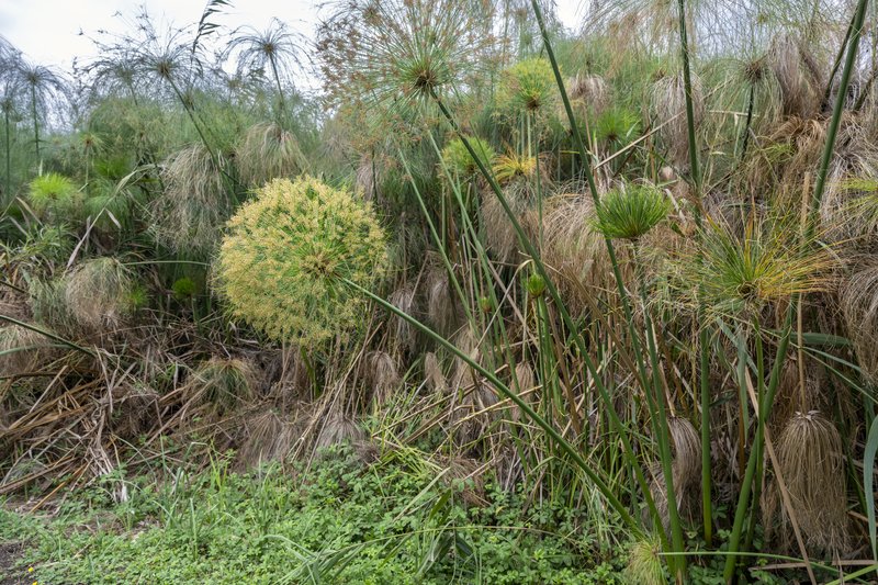 Papyrus photo 6
