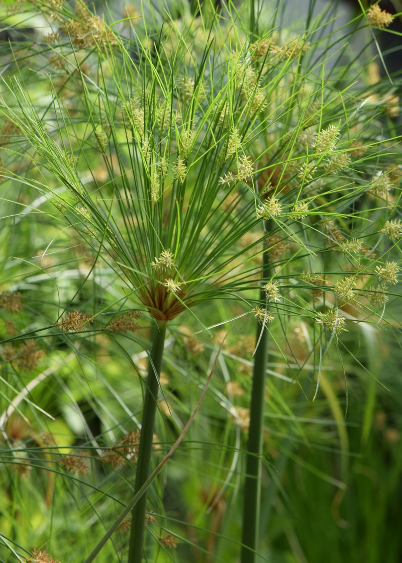 Papyrus photo 7