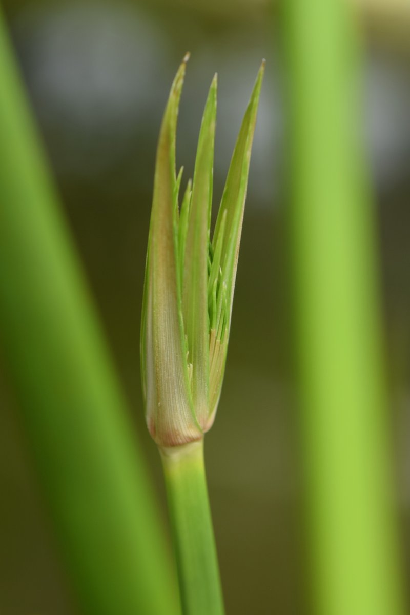 Papyrus photo 8