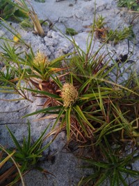 Beachstar