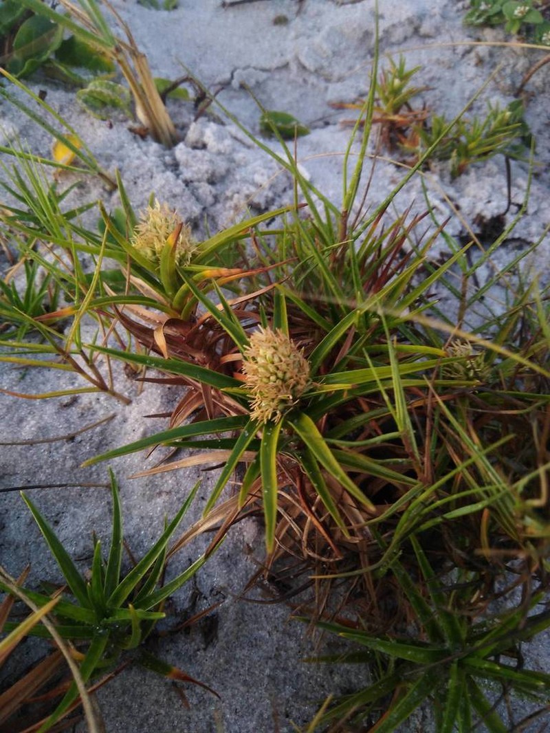 Beachstar