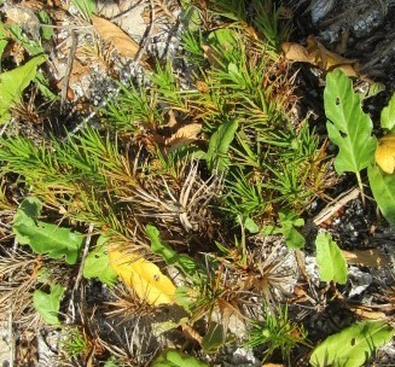 Beachstar photo 2