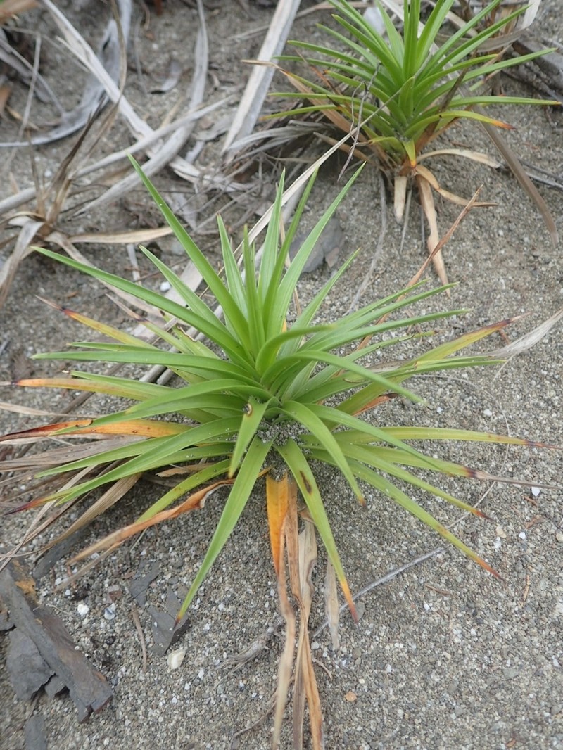 Beachstar photo 3