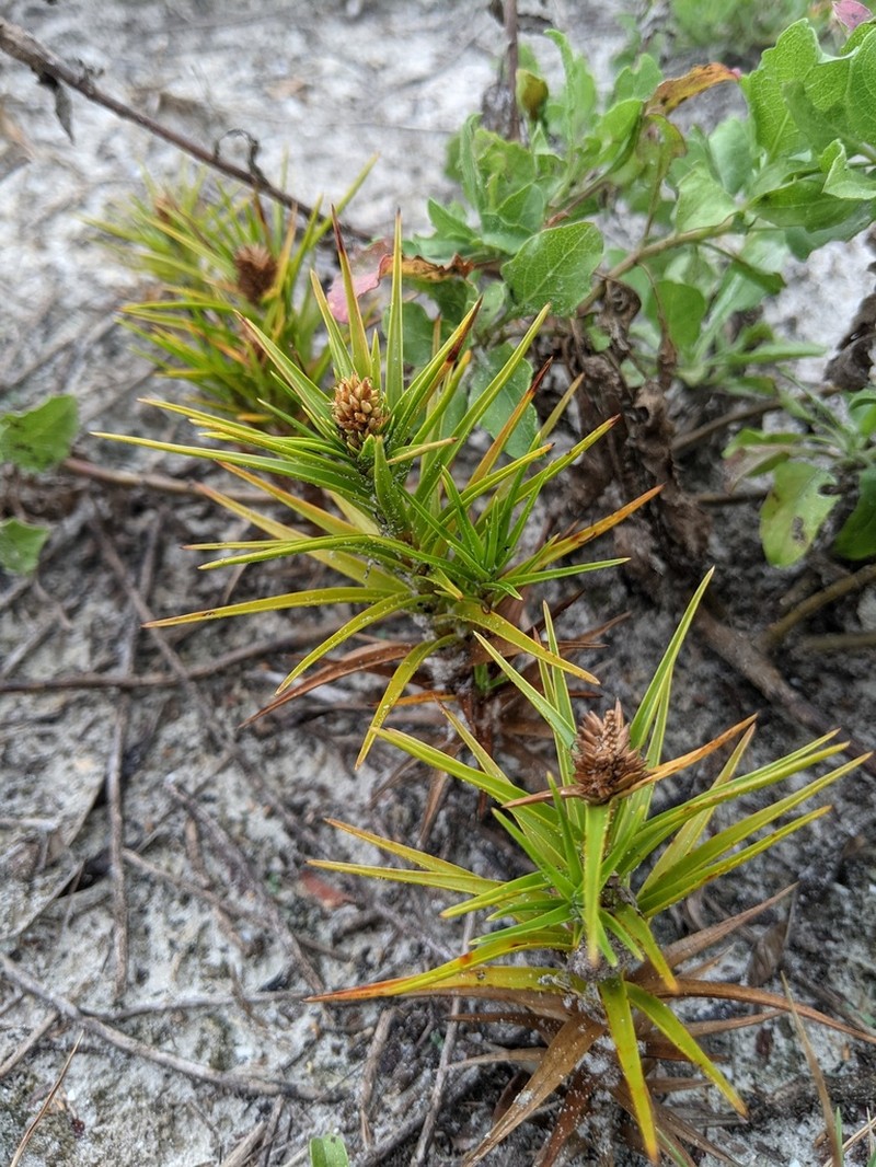 Beachstar photo 4