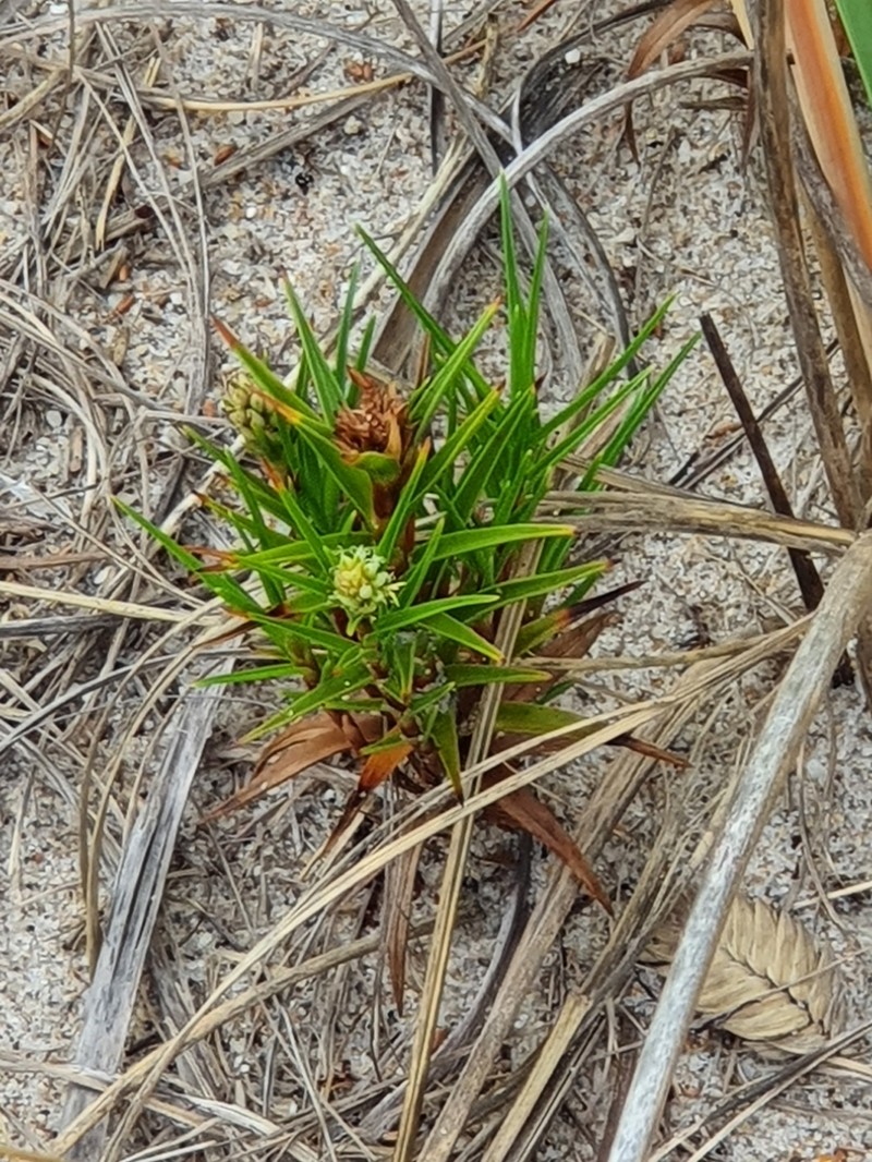 Beachstar photo 5