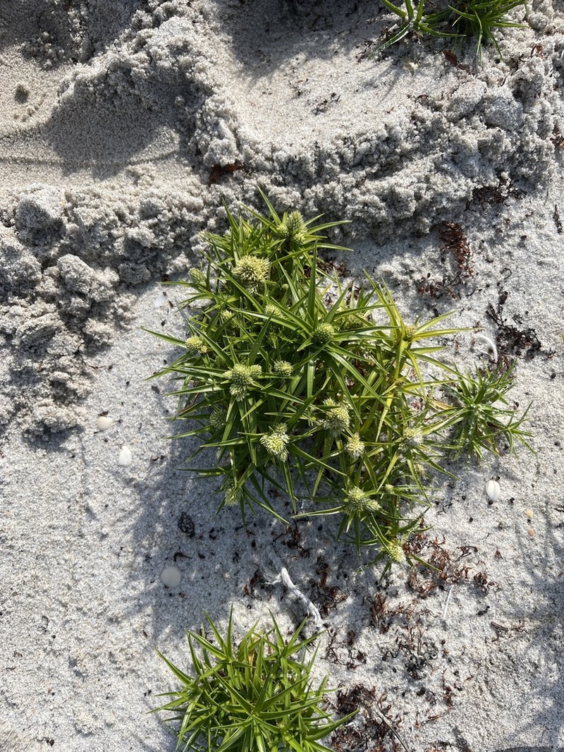 Beachstar photo 7