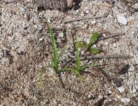 Coastal Flatsedge