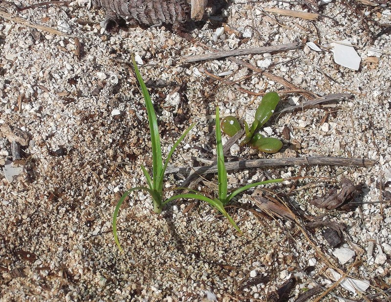 Coastal Flatsedge photo 2