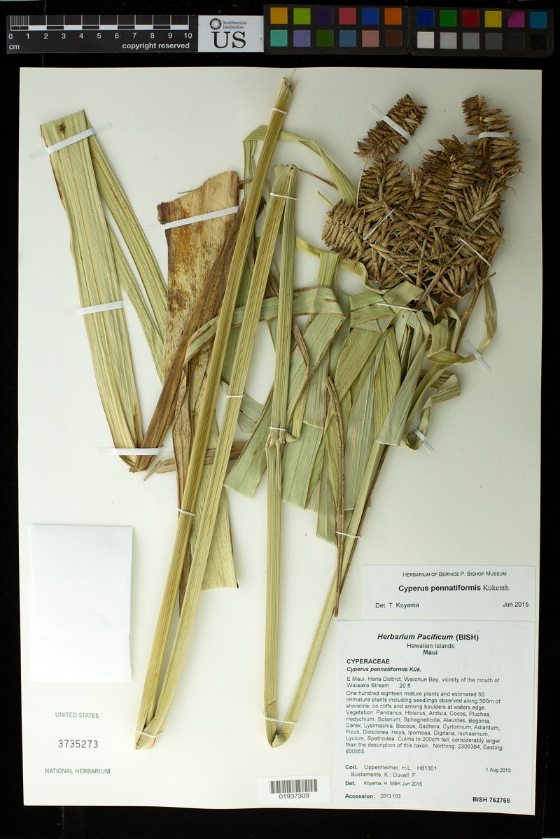 Coastal Flatsedge photo 3