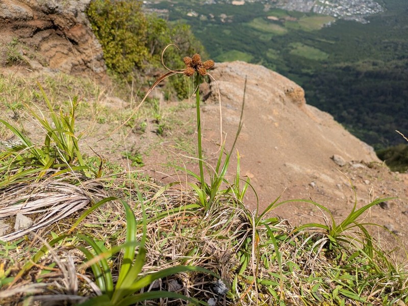 Molokai Flatsedge