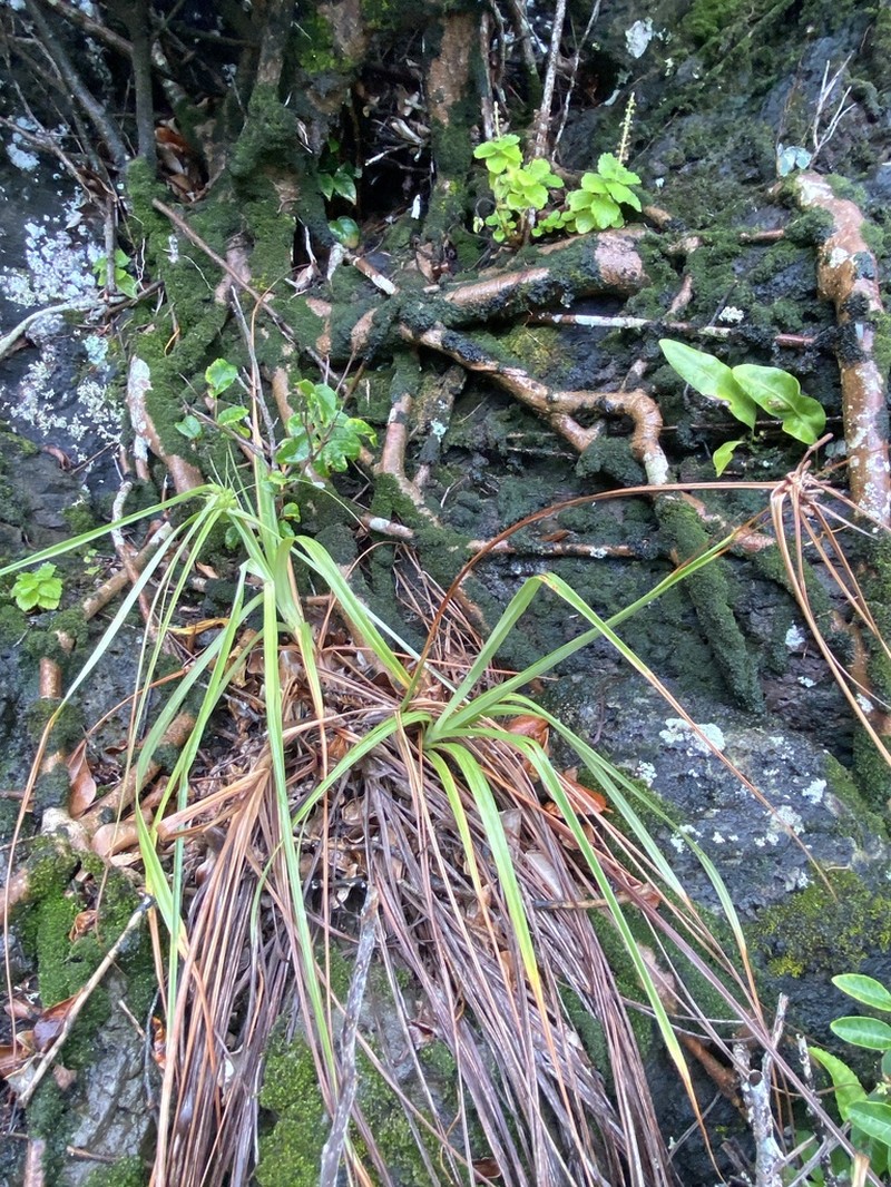 Molokai Flatsedge photo 2