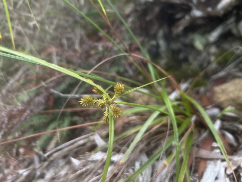 Molokai Flatsedge photo 3