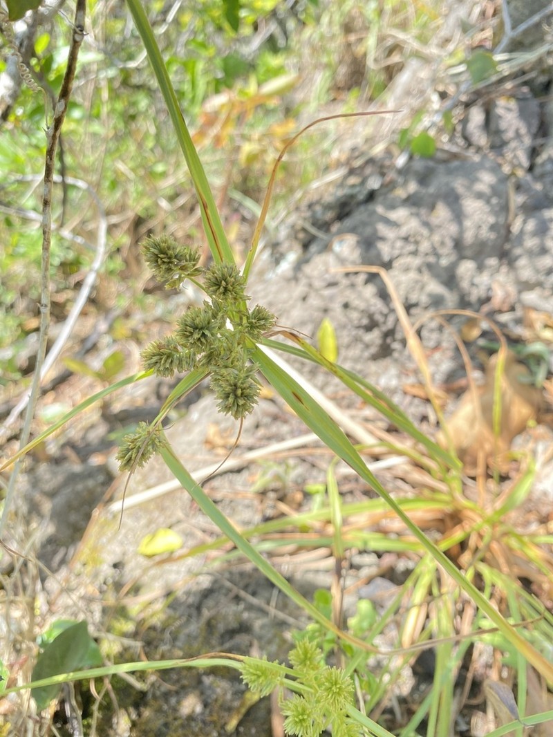 Molokai Flatsedge photo 4