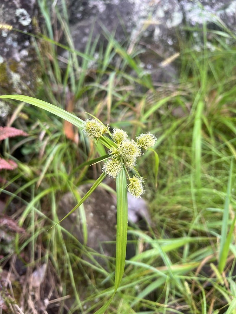 Molokai Flatsedge photo 5