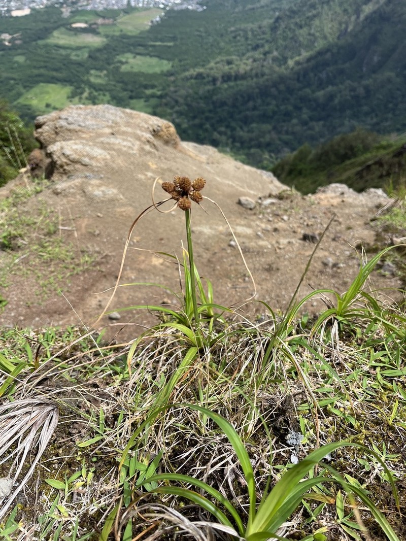 Molokai Flatsedge photo 6