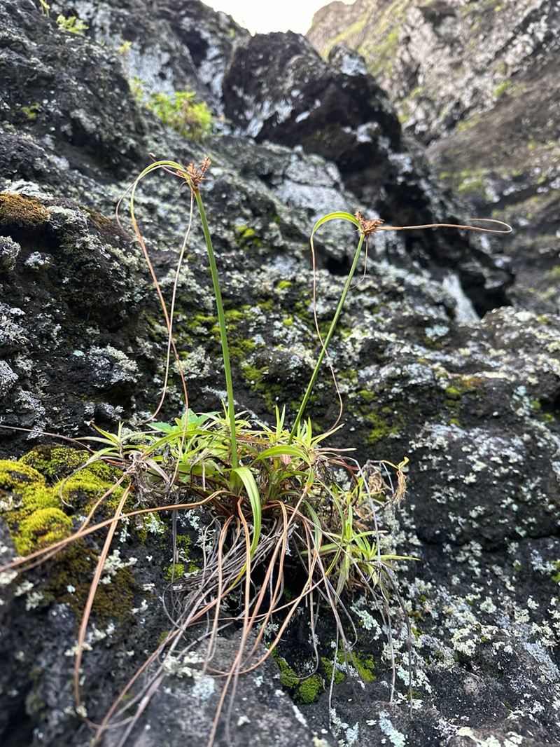 Molokai Flatsedge photo 7