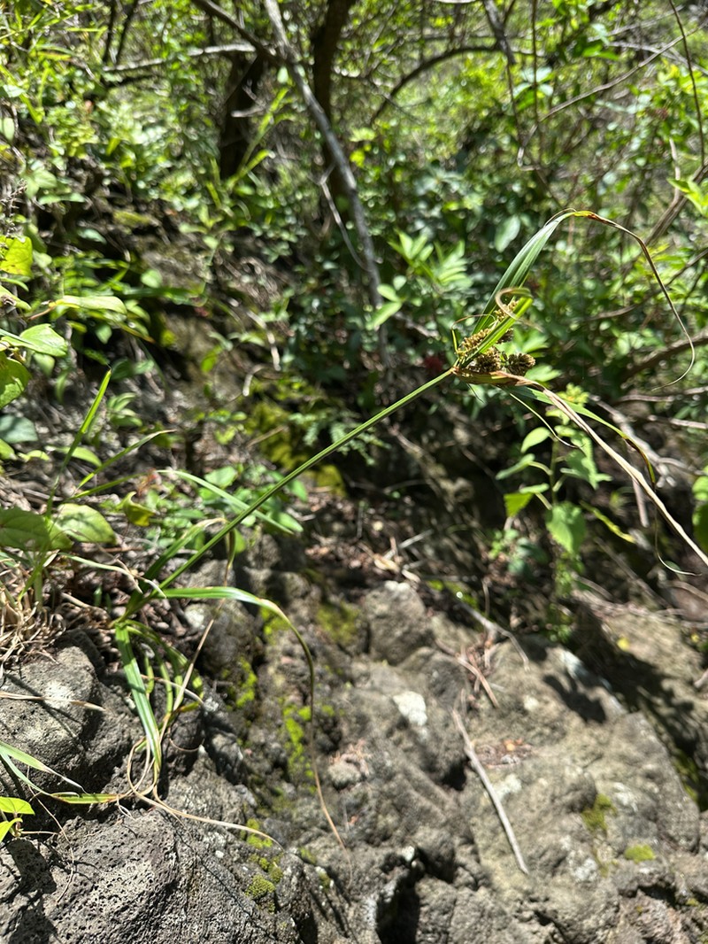 Molokai Flatsedge photo 8