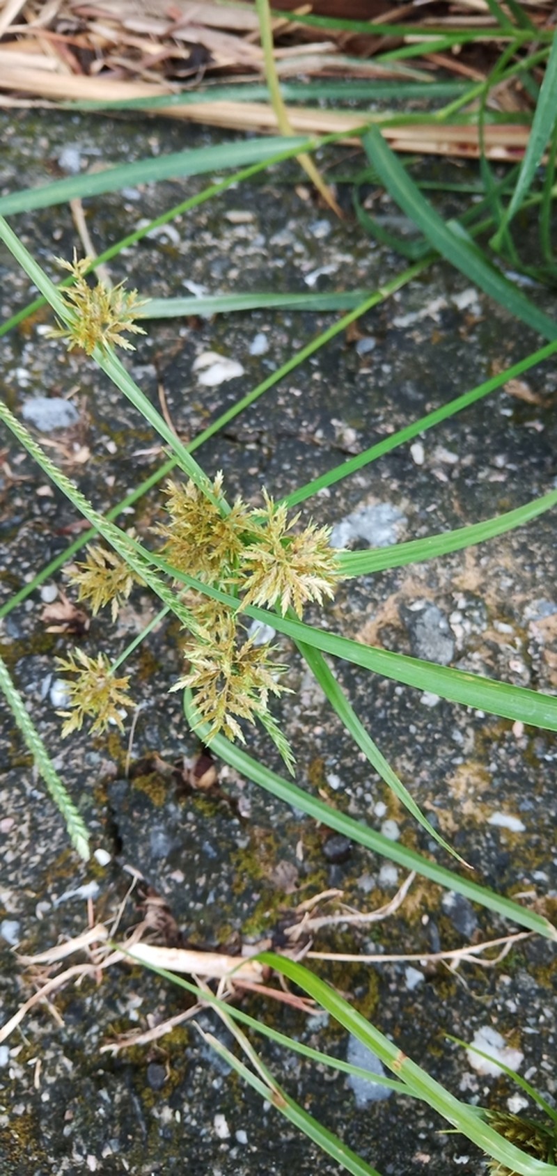 Fuzzy Flatsedge