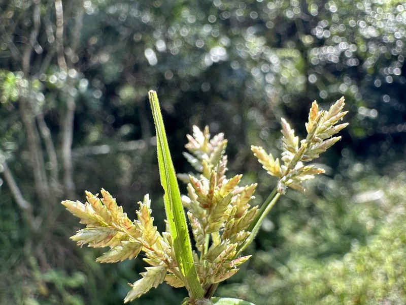 Fuzzy Flatsedge photo 2
