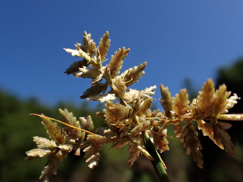Fuzzy Flatsedge photo 3