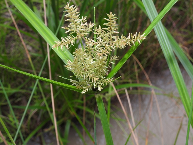 Fuzzy Flatsedge photo 4