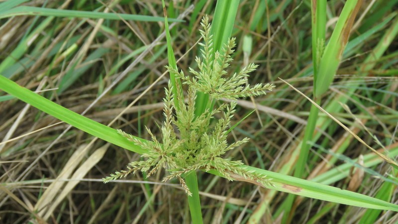 Fuzzy Flatsedge photo 5
