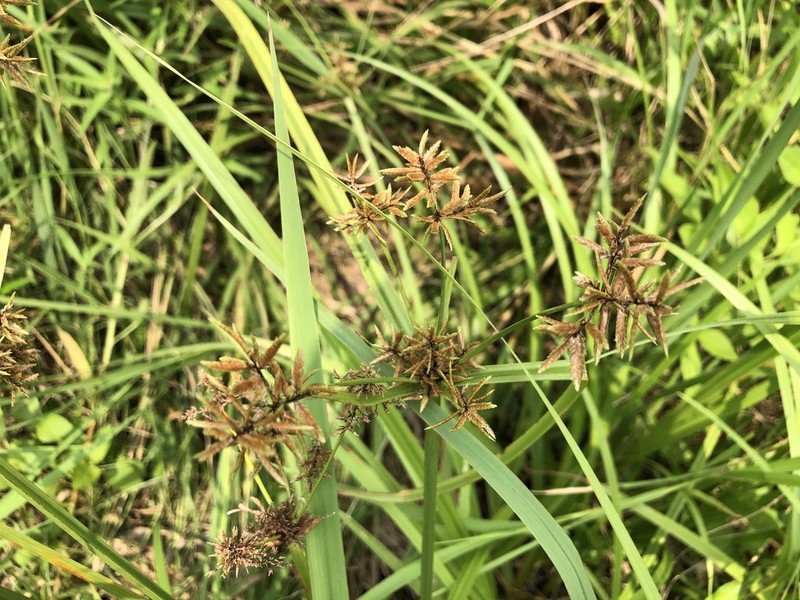 Fuzzy Flatsedge photo 6