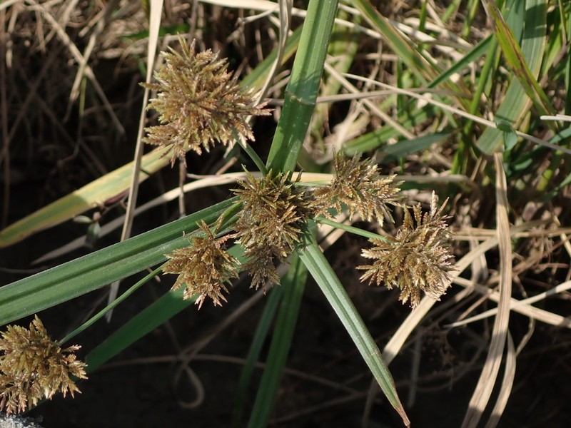 Fuzzy Flatsedge photo 7