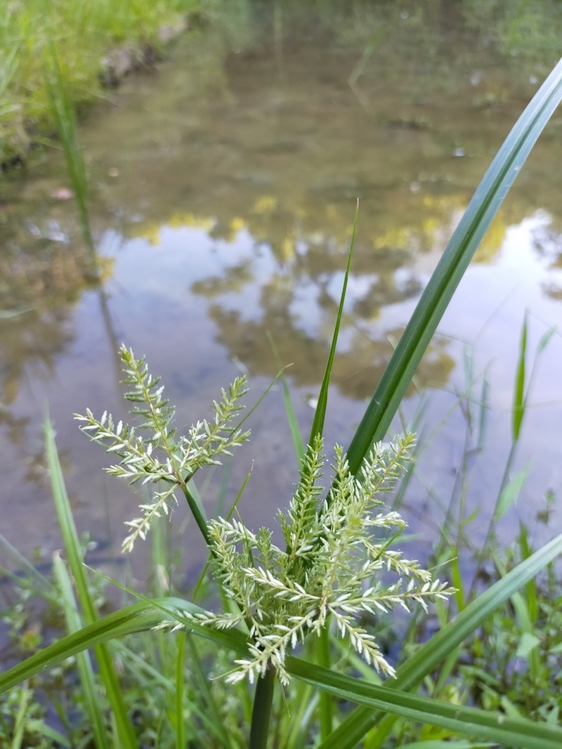 Fuzzy Flatsedge photo 8